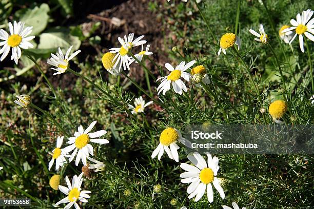 Camomiles Foto de stock y más banco de imágenes de Aire libre - Aire libre, Amarillo - Color, Asistencia sanitaria y medicina