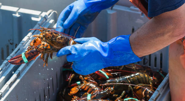 istock Live Maine lobster being held by fisherman 931537266