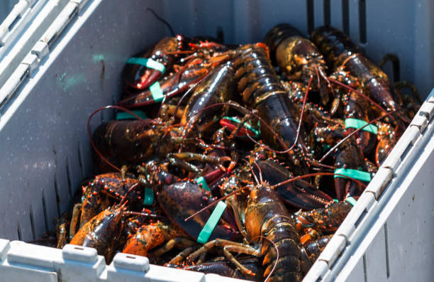 istock Bin full of live Maine lobsters 931537300