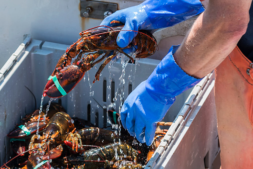 A live lobster has water dripping off of it as it is being placed into bins on a fishing boat in Maine.