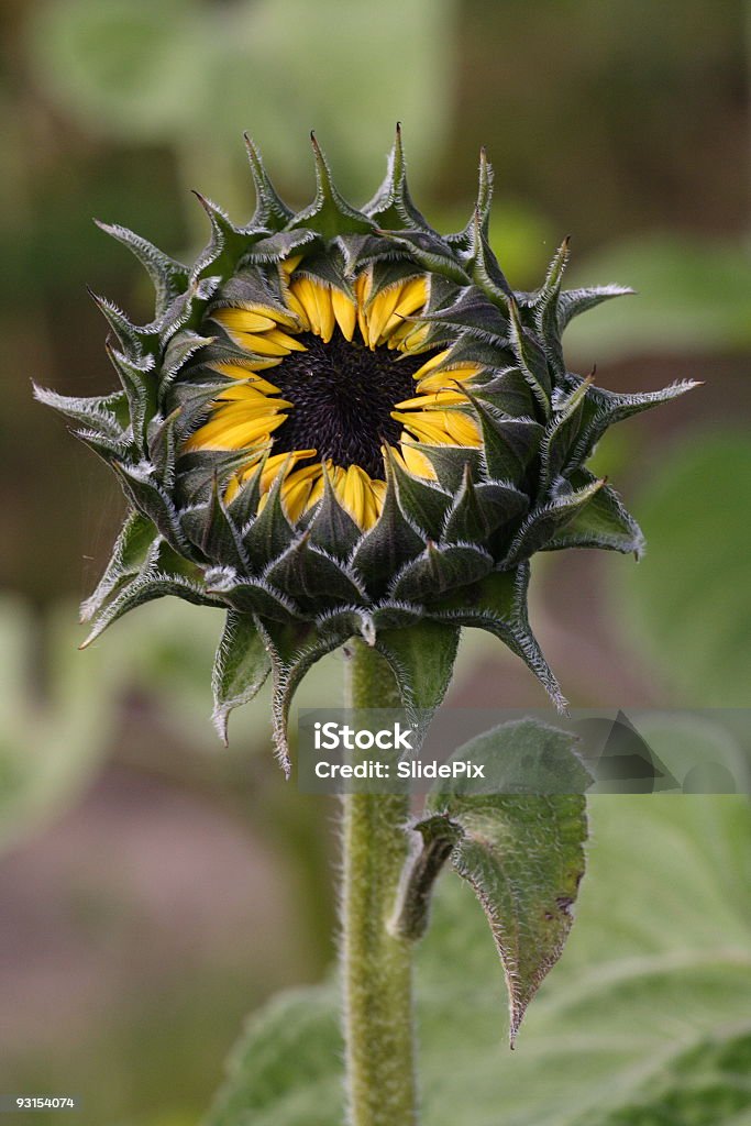 Tournesol Bud - Photo de Arbre en fleurs libre de droits