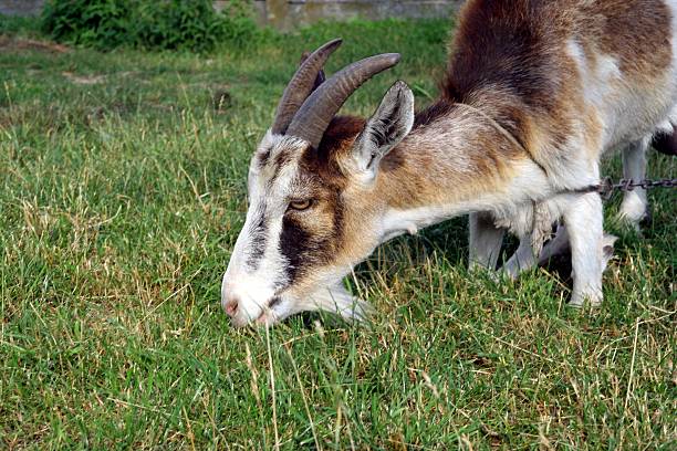 Old kneel goat stock photo