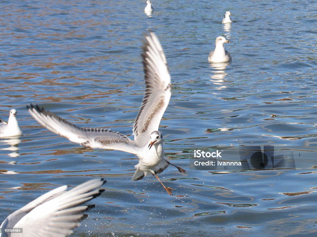 Gaivota - Royalty-free Alto - Descrição Física Foto de stock