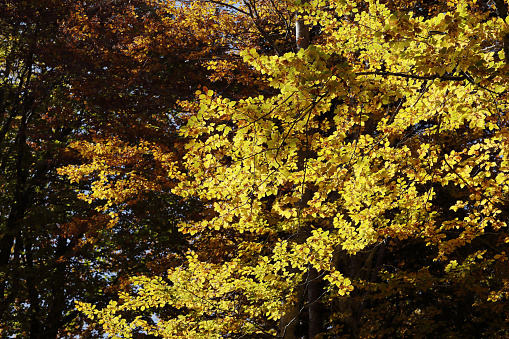 Looking up at the large ginkgo tree with yellow leaves against the blue autumn sky in Tokyo, Japan, 2013
