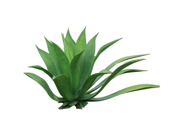 istock clump cactus leaf ornamental plant isolated on white background 931543518
