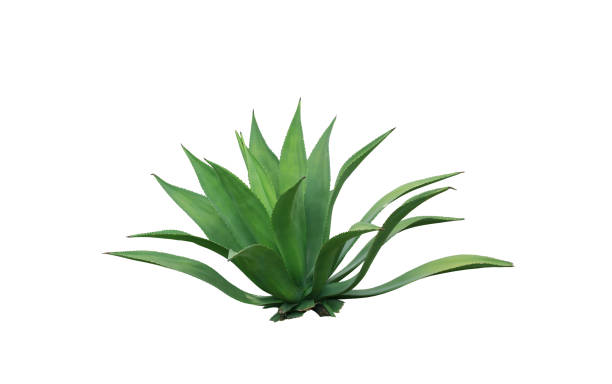 istock clump cactus leaf ornamental plant isolated on white background 931543520