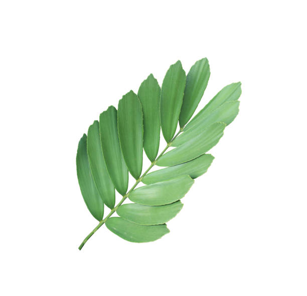 istock clump palm leaf ornamental plant isolated on white background 931543530
