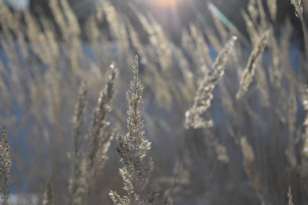istock A stalk of fluff is covered with hoarfrost 931543846
