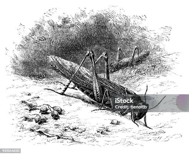 Grasshopper Stock Illustration - Download Image Now - Grasshopper, Sketch, 19th Century