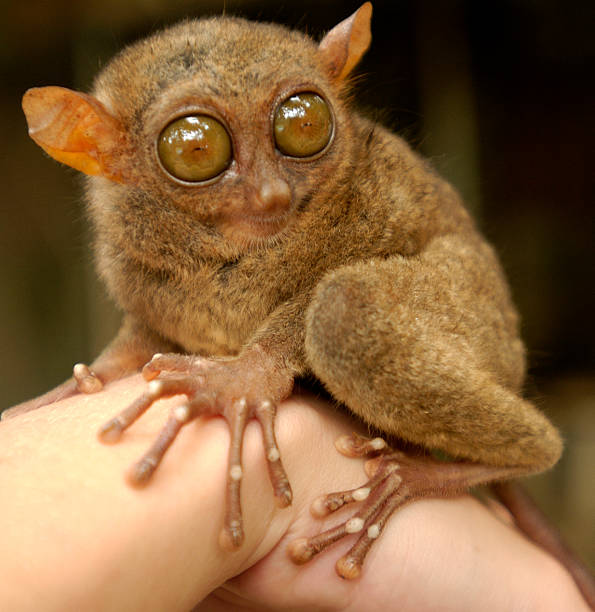 istock Tersier Rare Animal Philippines 93154637