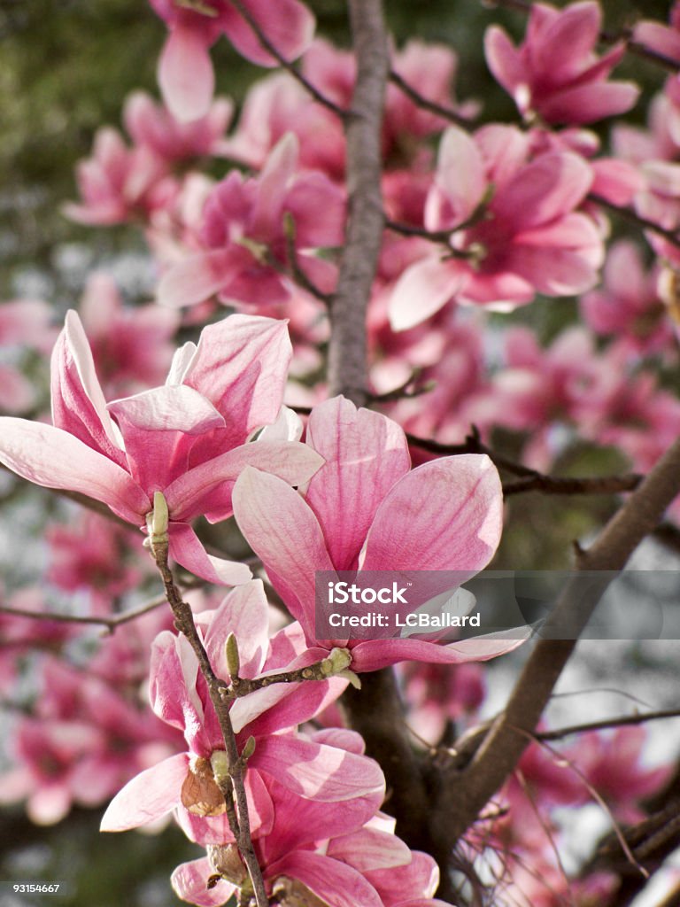 Pires Magnólia Rosa Desabrochando Árvore ao ar livre no seu meio natural - Royalty-free Ao Ar Livre Foto de stock