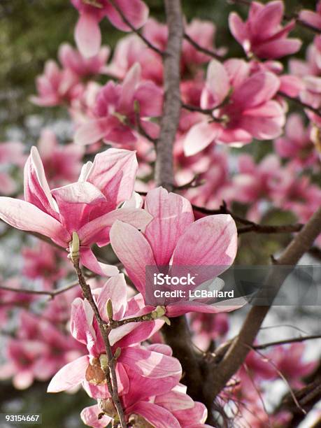 Pires Magnólia Rosa Desabrochando Árvore Ao Ar Livre No Seu Meio Natural - Fotografias de stock e mais imagens de Ao Ar Livre