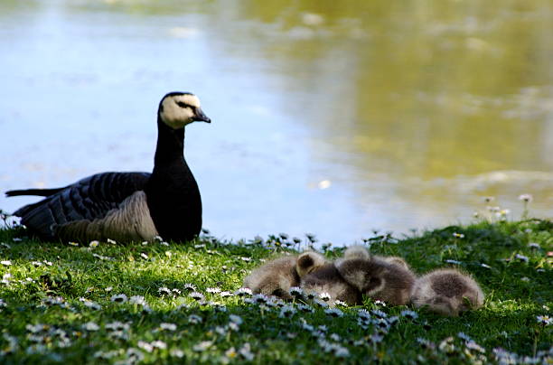 Ducklings being watched stock photo