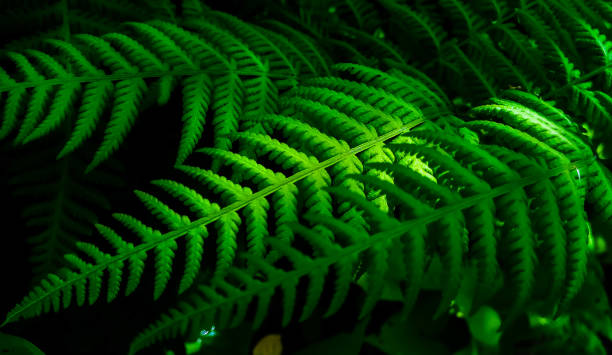 piękne wzory na liściach paproci - fern new zealand macro frond zdjęcia i obrazy z banku zdjęć