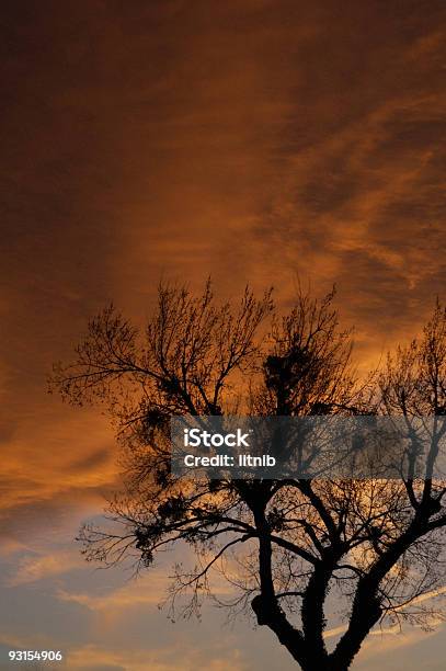 Sylwetka Drzewa Pionowe - zdjęcia stockowe i więcej obrazów Aranżować - Aranżować, Bez ludzi, Chmura