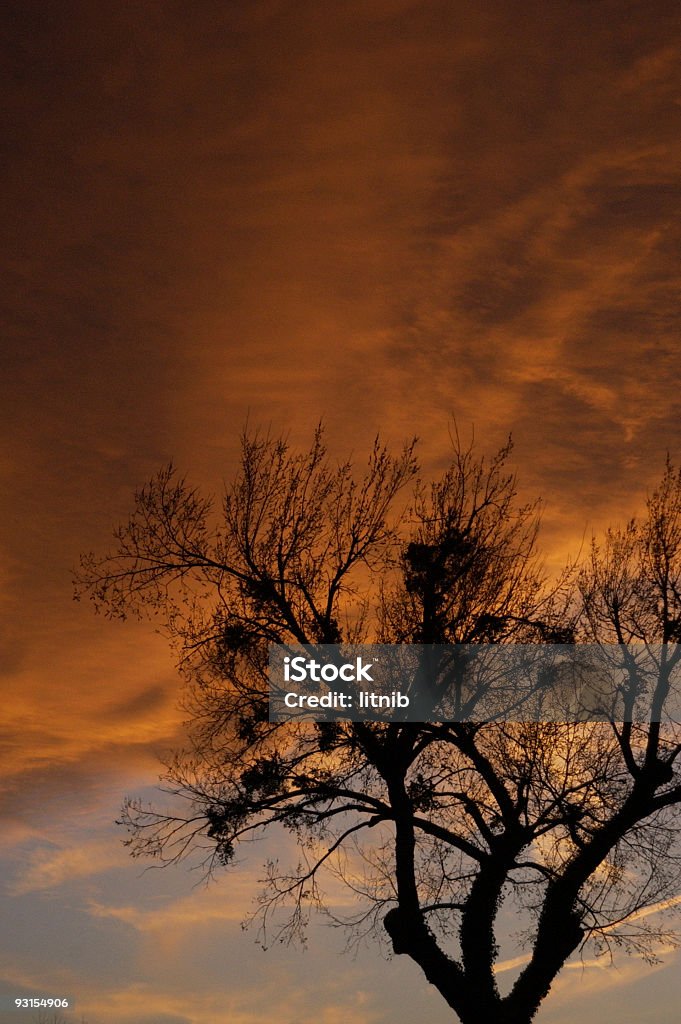 Silhueta de árvore vertical - Foto de stock de Ambiente - All Vocabulary royalty-free