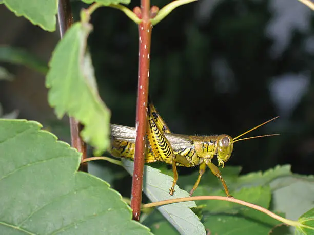 Photo of Grasshopper Peeking