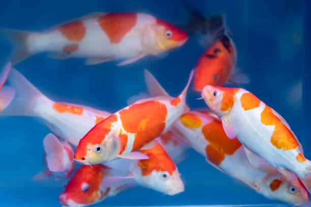 istock Beautiful colorful fish swimming in fish tank 931551326