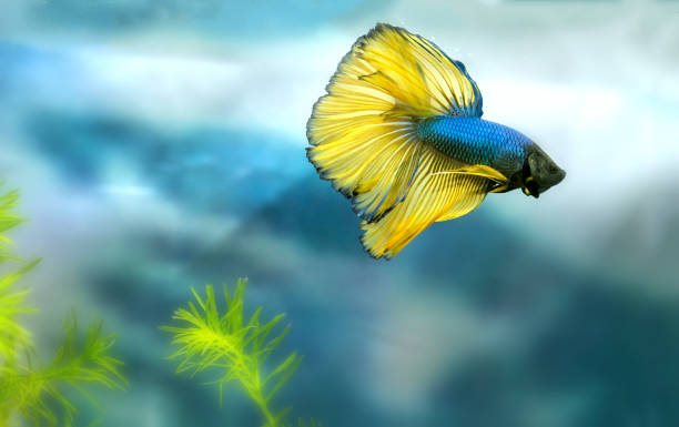 Halfmoon betta fish Colorful fish swimming in the lake Halfmoon betta fish Colorful fish swimming in the lake. This is a species of ornamental fish used to decorate the scene in the house siamese fighting fish stock pictures, royalty-free photos & images