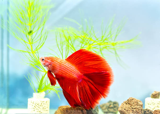istock Halfmoon betta fish Colorful fish swimming in the lake 931551378