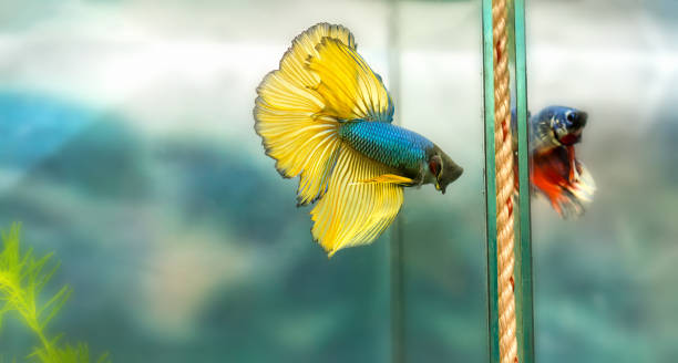 ハーフムーン ・ ベタのカラフルな魚は、魚の水槽で戦います。 - siamese fighting fish fish tank tropical climate fish ストックフォトと画像