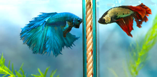 ハーフムーン ・ ベタのカラフルな魚は、魚の水槽で戦います。 - siamese fighting fish fish tank tropical climate fish ストックフォトと画像