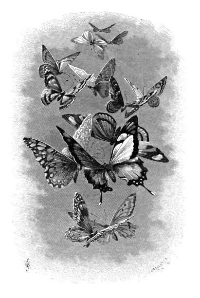 バタフライ - victorian style engraved image lepidoptera wildlife点のイラスト素材／クリップアート素材／マンガ素材／アイコン素材