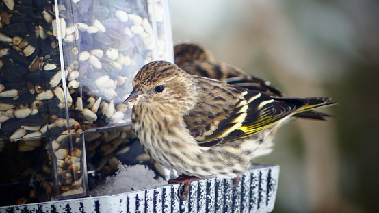 A small bird on the finch feeder