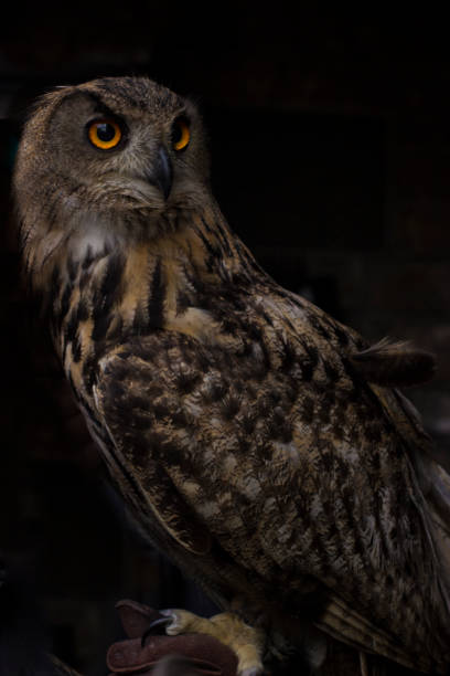 Extreme close-up of an owl on a black background with piercing orange eyes