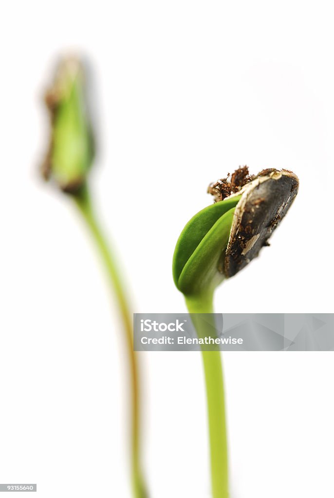 Sprouts - Foto de stock de Fondo blanco libre de derechos