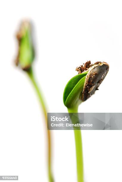 Sprouts Foto de stock y más banco de imágenes de Fondo blanco - Fondo blanco, Girasol, Plántula