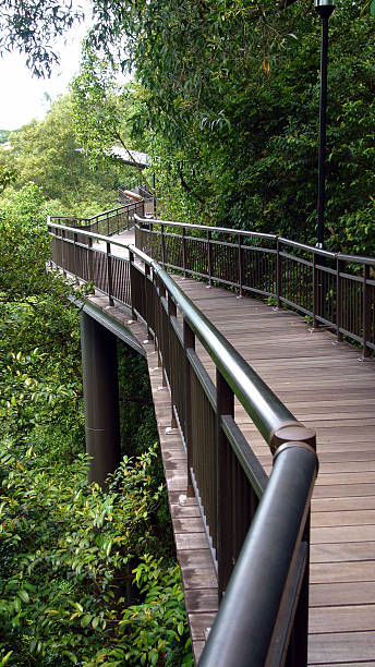 istock Treetop walk in the Jungle 93155867