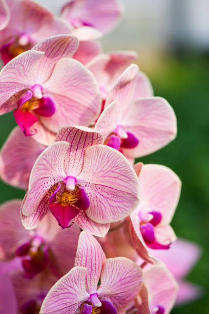 vertical shooting pale pink phalaenopsis. - yanqing county imagens e fotografias de stock