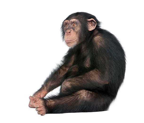 Young Chimpanzee - Simia troglodytes (5 years old)  chimpanzee stock pictures, royalty-free photos & images