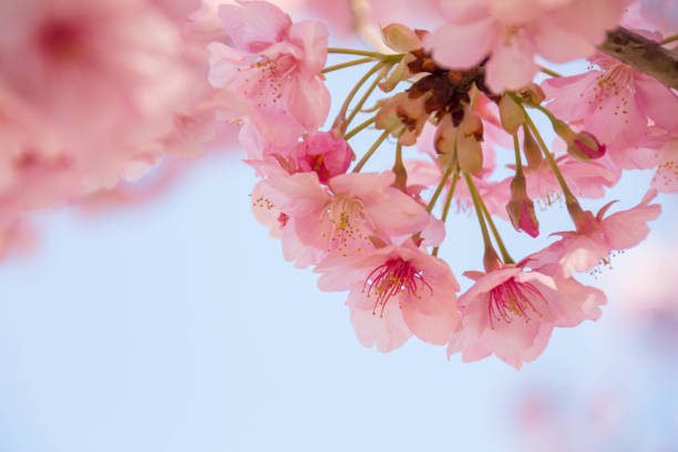 istock Close-up of cherry blossoms in full bloom 931562914