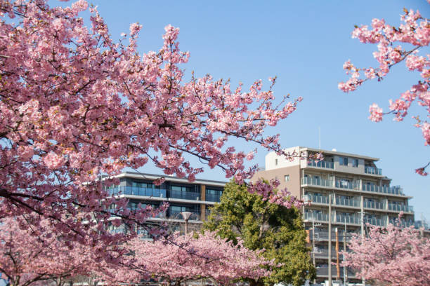 istock Clear blue sky and apartment and cherry blossoms in full bloom 931566096