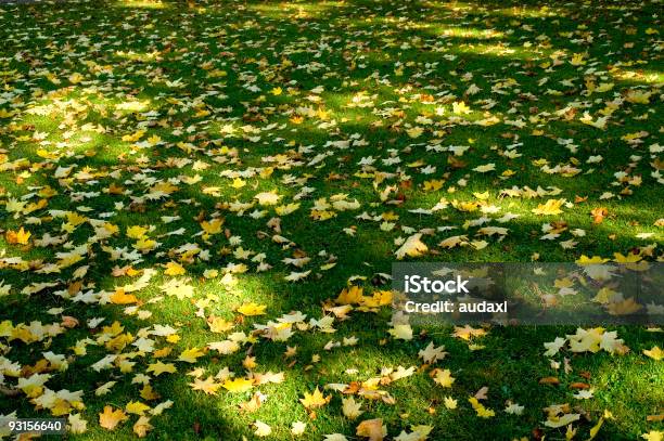 Osłona Przeciwsłoneczna I Pióra - zdjęcia stockowe i więcej obrazów Bez ludzi - Bez ludzi, Cień, Fotografika