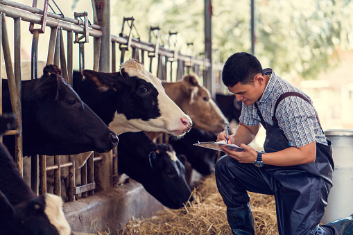Los agricultores están registrando detalles de cada vaca en la granja. photo
