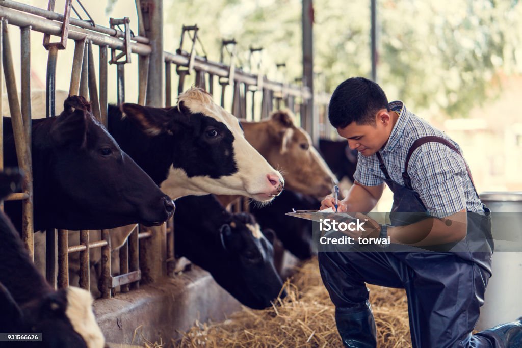 Los agricultores están registrando detalles de cada vaca en la granja. - Foto de stock de Agricultor libre de derechos