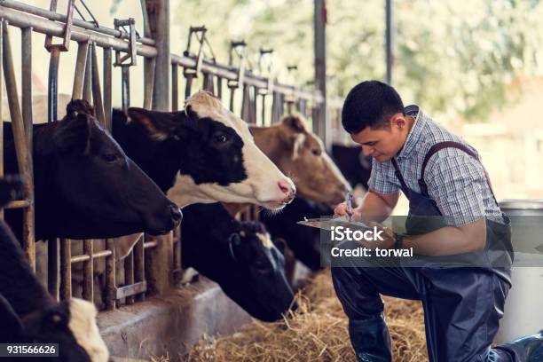 Los Agricultores Están Registrando Detalles De Cada Vaca En La Granja Foto de stock y más banco de imágenes de Agricultor