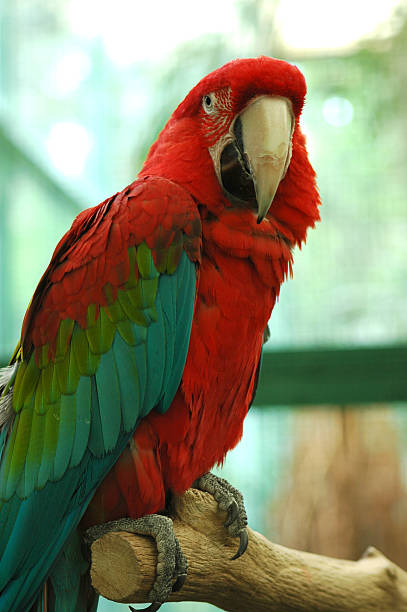 green-winged macaw, Ara chloroptera Green-winged macaw,  green winged macaw ara chloroptera stock pictures, royalty-free photos & images