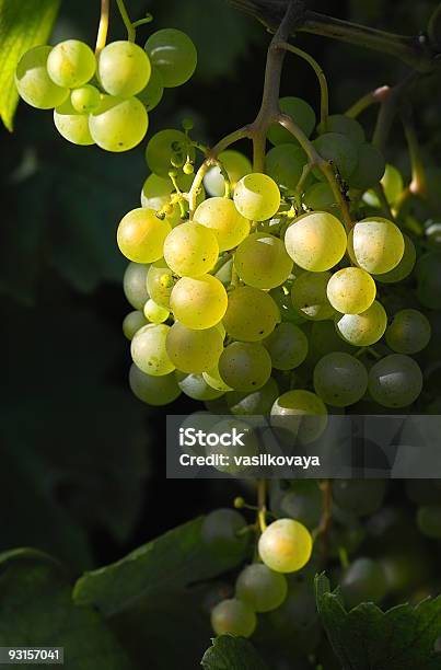 Winogrona Do Produkcji Wina I Światło Słoneczne - zdjęcia stockowe i więcej obrazów Artykuły spożywcze - Artykuły spożywcze, Fotografika, Gospodarstwo