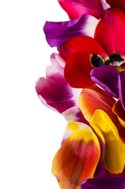 istock Background of  petals tulips 931570972