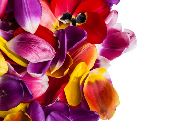 istock Background of  petals tulips 931571020