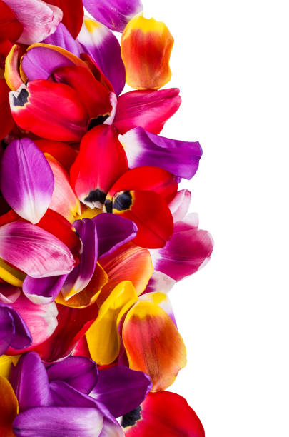 istock Background of  petals tulips 931571070