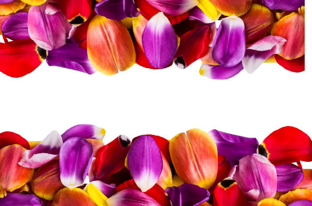 Background from multicolored petals of Tulip on a white background. Selective focus.