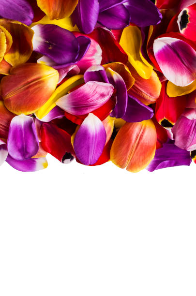 istock Background of  petals tulips 931571300