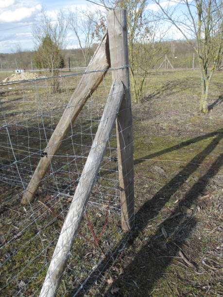istock Enclosure in an animal park  Electrified mesh fence 931571612