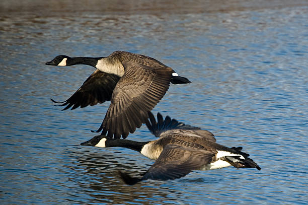 istock Pair of Canada Geese Skimming the Water 93157203