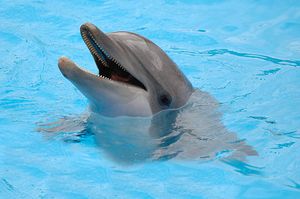 istock Happy dolphin poking head out of water 93157220